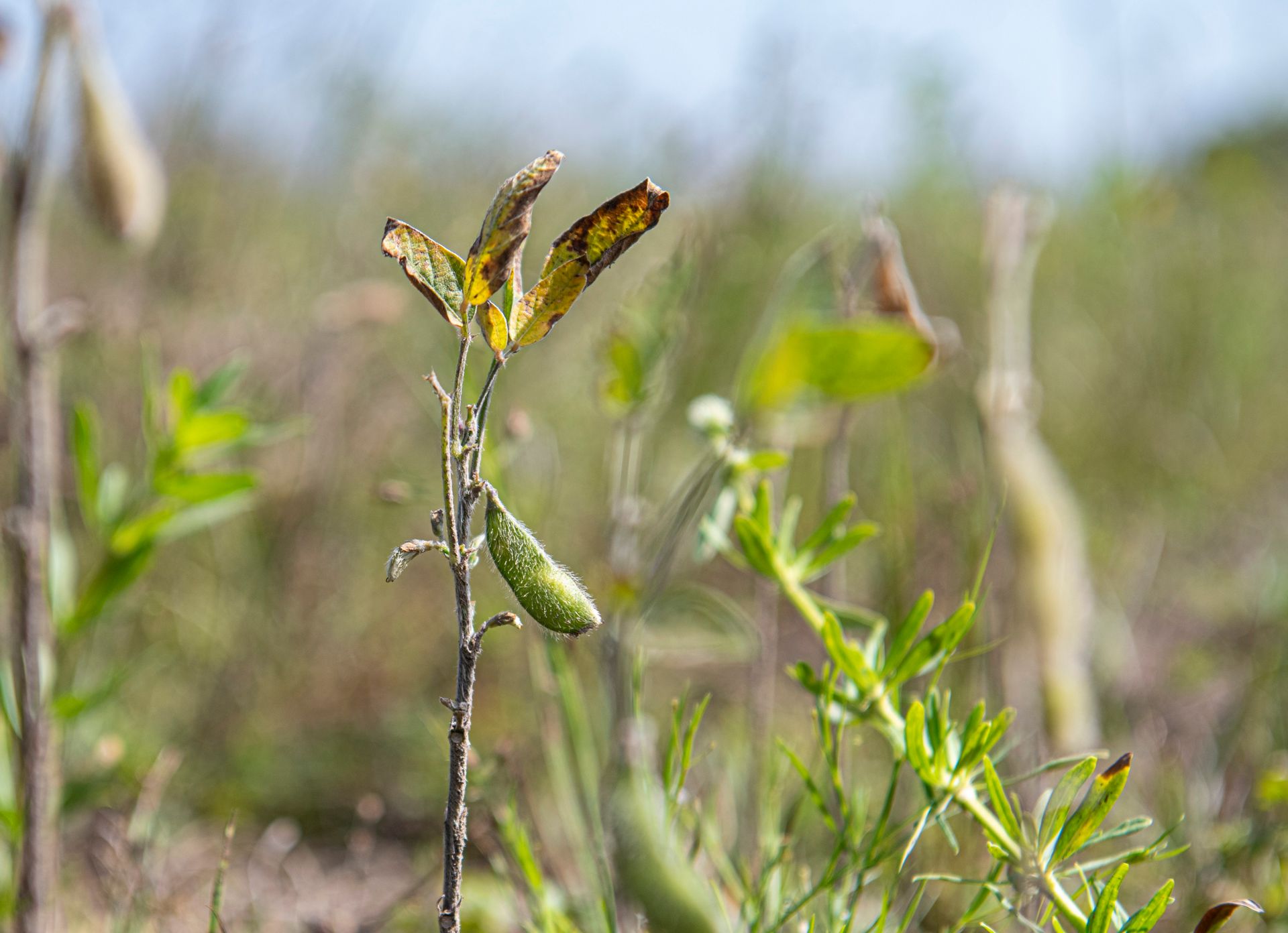 Title image for GIS Mapping